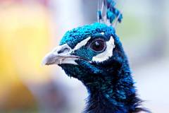 Fasu._Tai_sitten_riikinkukko_-_The_Peacock