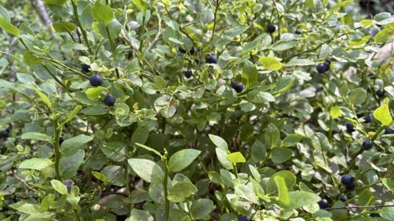 Read more about the article Nagu25: Melontaretken alku, osa 1