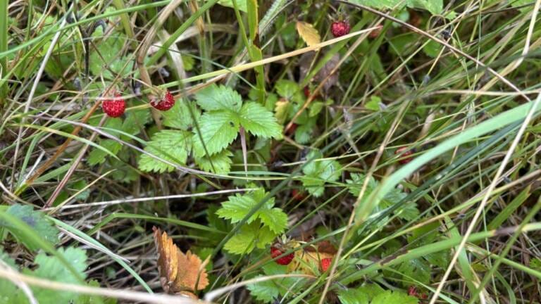 Read more about the article Nagu25: Paraisten Norrbyholmen, osa 2